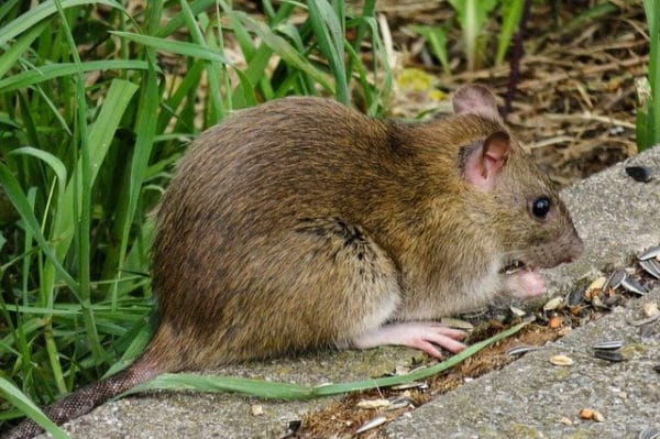 Dératisation rats et souris